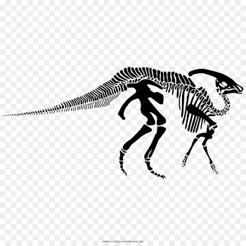 Parasaurolophus Human skeleton Tyrannosaurus Velociraptor - Skeleton 