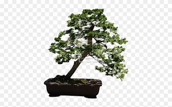 Parent Category - Bonsai Tree Transparent Background