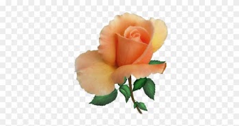 Parent Directory - Garden Roses