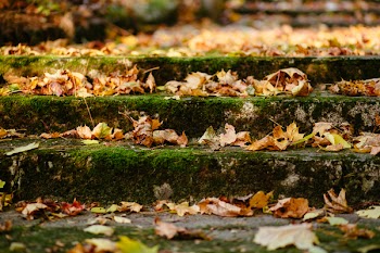 Park stairs in autumn