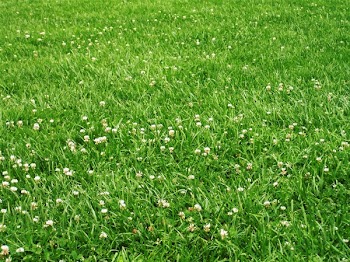 parklawn2.JPG