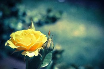 Parnell rose-0021.jpg
