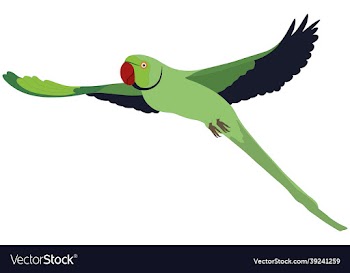 parrot