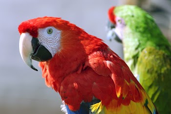 parrot_003.jpg
