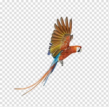 Parrot Bird Battery charger , Flying the colored parrot transparent background PNG clipart