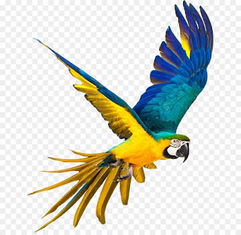 Parrot Bird Blue-and-yellow macaw Stock photography - parrot,Bako 