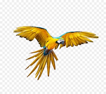 Parrot Bird Budgerigar Flight - Flying parrot 