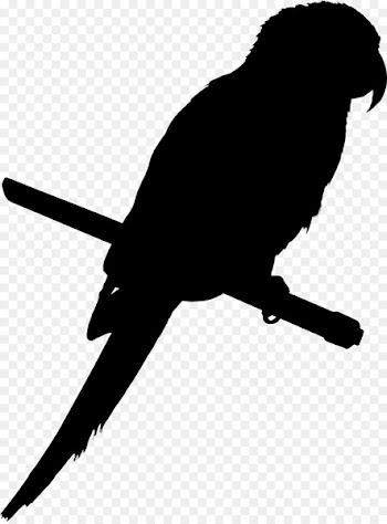 Parrot Bird Budgerigar Parakeet Cockatiel -  