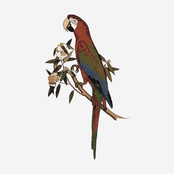 Parrot bird clipart, exotic animal | Free Photo - rawpixel