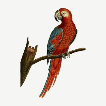Parrot bird collage element, vintage | Free PSD - rawpixel