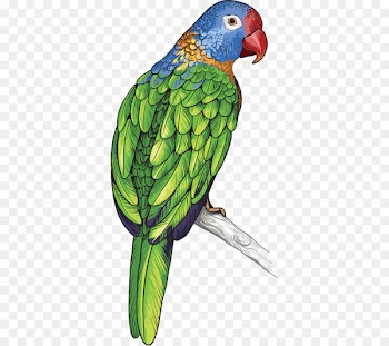Parrot Bird Feather - Colored parrot 