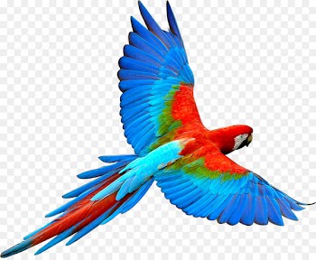 Parrot Bird Flight Scarlet macaw - parrot,Bako 