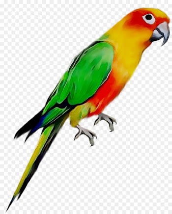 Parrot Bird Ghana Kumasi High School Pet -  
