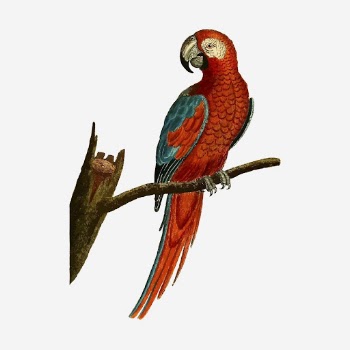Parrot bird hand drawn illustration. | Free Photo - rawpixel