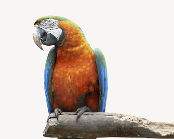 Parrot bird, isolated animal image | Free PSD - rawpixel
