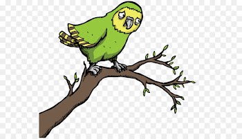 Parrot Bird Kakapo Macaw Clip art - parrot 