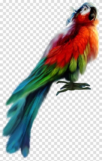 Parrot Bird Parakeet, Colored parrot feather transparent background PNG clipart
