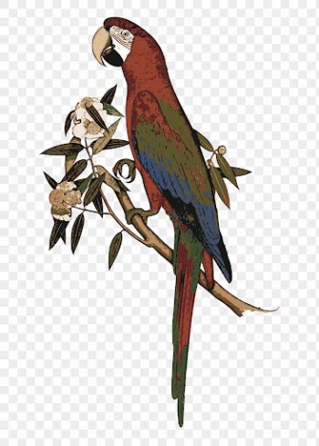 Parrot bird png sticker, exotic | Free PNG - rawpixel