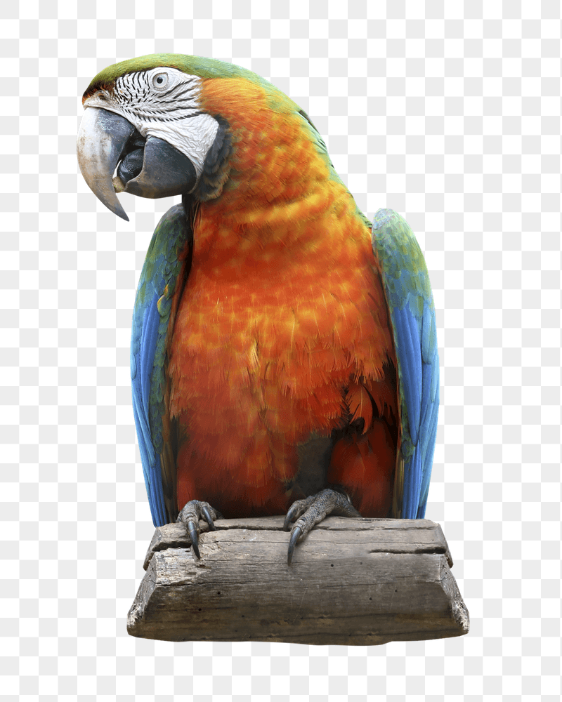 Parrot bird png sticker, transparent | Free PNG - rawpixel