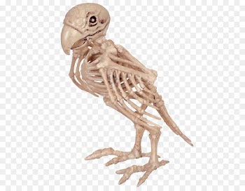 Parrot Bird Skeleton Skull Bone - pirate parrot 