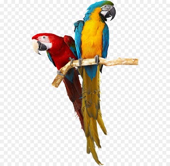 Parrot Bird Stock photography Royalty-free - parrot,Bako 