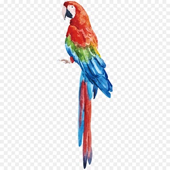 Parrot Bird Vector graphics Stock photography Royalty-free - avianca ornament 