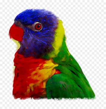 Parrot, Bird, Vertebrate PNG