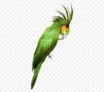 Parrot Bird Watercolor: Flowers Watercolor painting - Watercolor parrot 