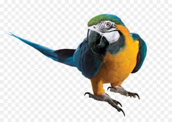 Parrot Blue-and-yellow macaw Portable Network Graphics Clip art - parrot 