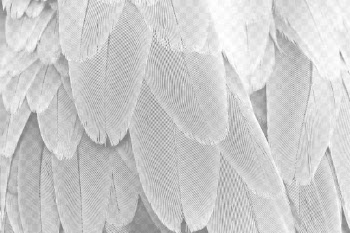 Parrot feathers png overlay, abstract | Free PNG - rawpixel