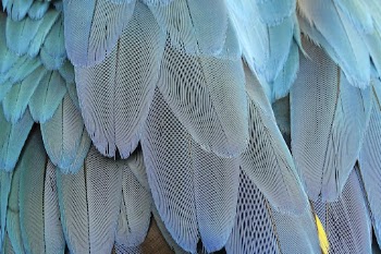 Parrot feathers texture, animal close | Free Photo - rawpixel