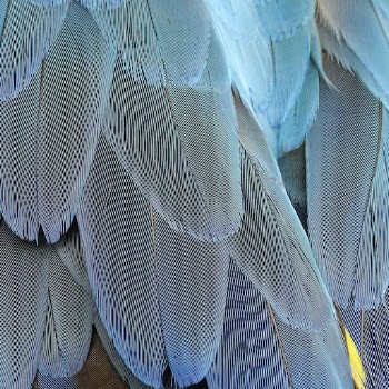 Parrot feathers texture, animal close | Free Photo - rawpixel