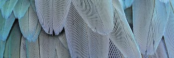Parrot feathers texture background, twitter | Free Photo - rawpixel
