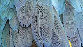 Parrot feathers  texture computer | Free Photo - rawpixel