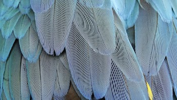 Parrot feathers texture desktop wallpaper, | Free Photo - rawpixel