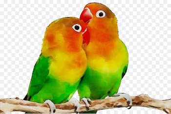 Parrot Fischer's lovebird Budgerigar Desktop Wallpaper -  