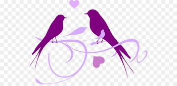 Parrot Fischer's lovebird Portable Network Graphics Clip art - spaz graphic 