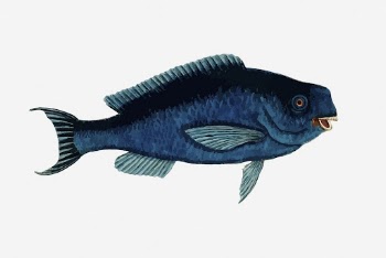 Parrot fish collage element, vintage | Free Photo - rawpixel