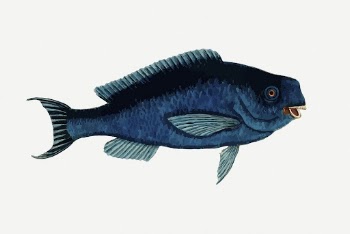 Parrot fish drawing, sea animal | Free PSD - rawpixel