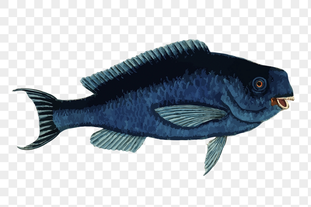 Parrot fish png sticker, sea | Free PNG - rawpixel