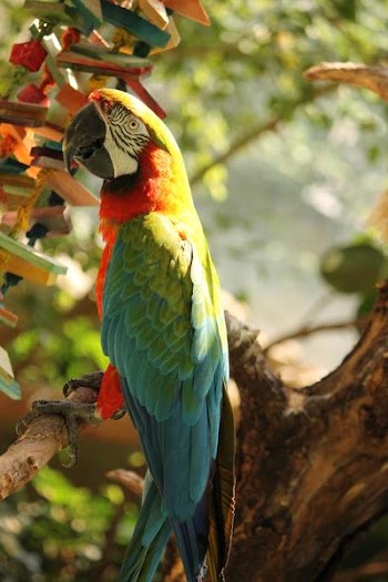 parrot_full.JPG