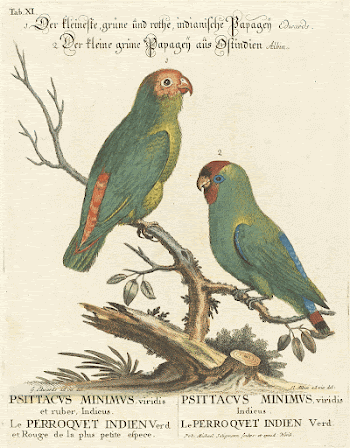 Parrot (Le Perroquet Indien. Psittacus | Free Photo - rawpixel