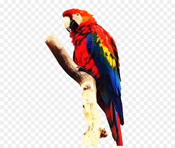 Parrot, Macaw, Bird, Vertebrate PNG