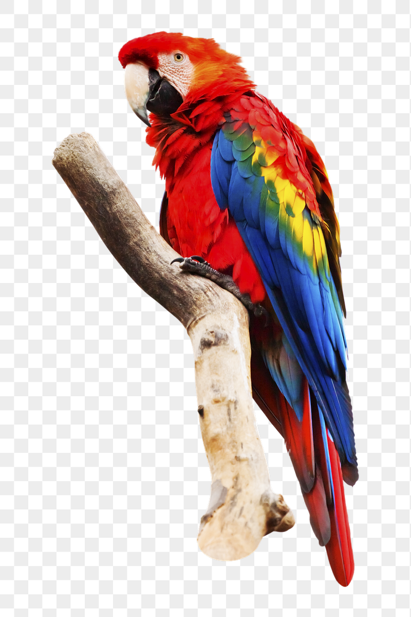 Parrot on branch png sticker, | Free PNG - rawpixel