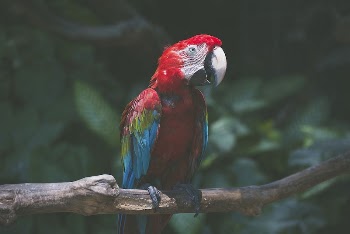 Parrot. Original public domain image | Free Photo - rawpixel