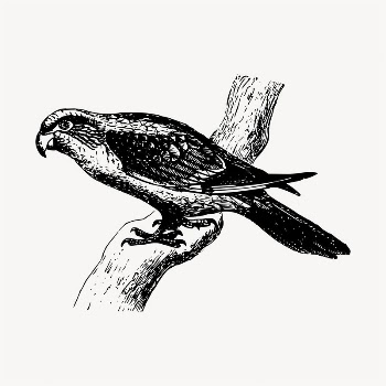 Parrot psittacine illustration clipart vector. | Free Vector - rawpixel