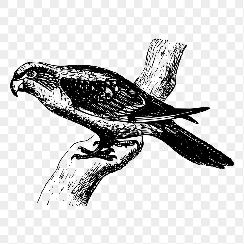 Parrot psittacine png sticker illustration, | Free PNG - rawpixel