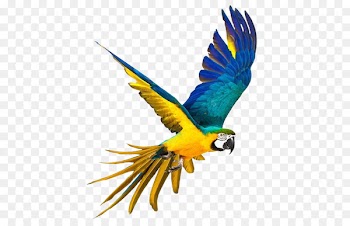 Parrot Stock photography Royalty-free Macaw - rica pattern 
