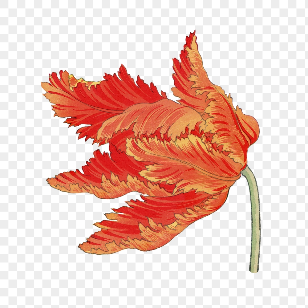Parrot tulip png sticker, Japanese | Free PNG - rawpixel