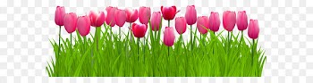 Parrot Tulips Graphics Clip art - Grass with Pink Tulips PNG Clip Art Image 